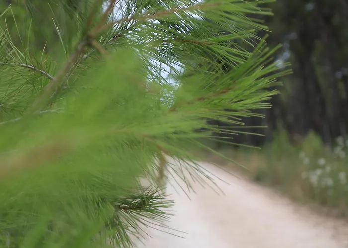 Дом отдыха House 